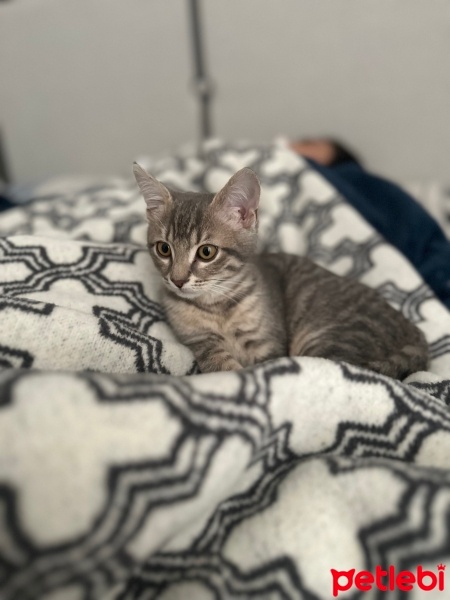 Tekir Kedi, Kedi  Bulut fotoğrafı