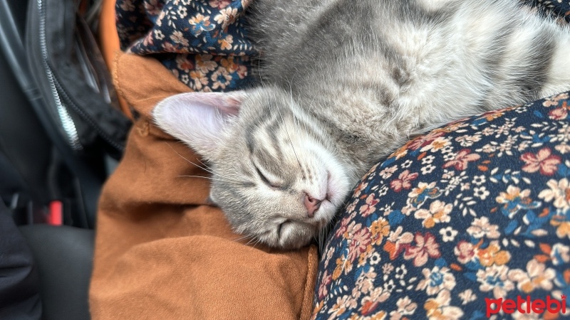 Tekir Kedi, Kedi  Bulut fotoğrafı