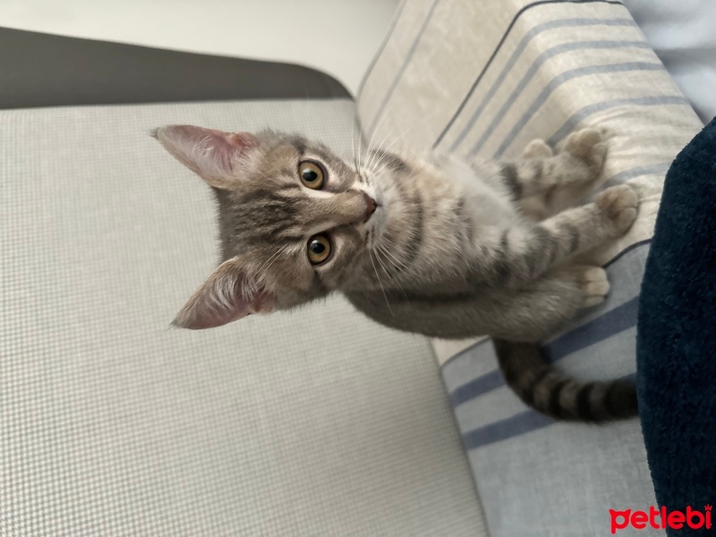 Tekir Kedi, Kedi  Bulut fotoğrafı