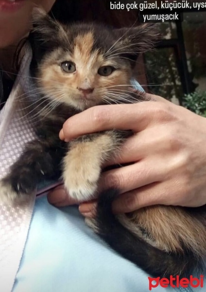 Tekir Kedi, Kedi  Minnak fotoğrafı
