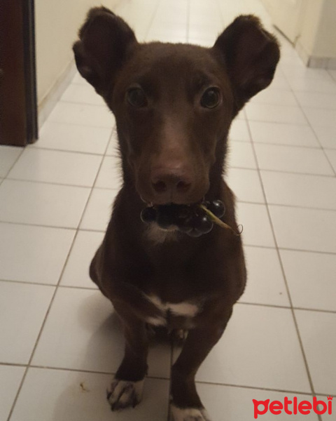 Sokö (Sokak Köpeği), Köpek  Dore fotoğrafı