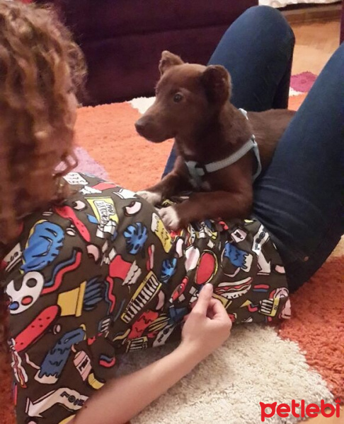 Sokö (Sokak Köpeği), Köpek  Dore fotoğrafı