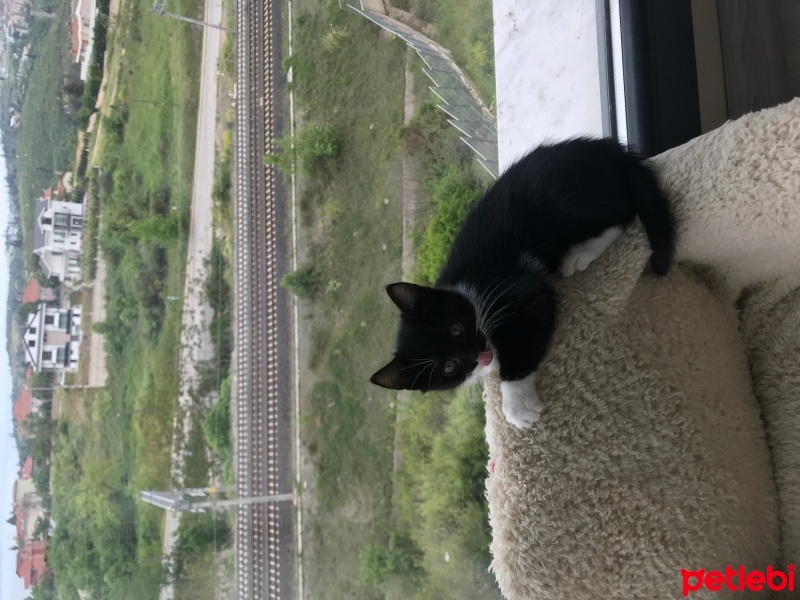 Tuxedo (Smokin) Kedi, Kedi  zeytin fotoğrafı
