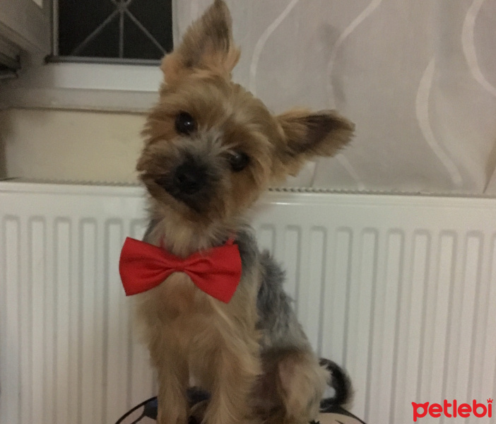 Yorkshire Terrier, Köpek  Pikachu fotoğrafı