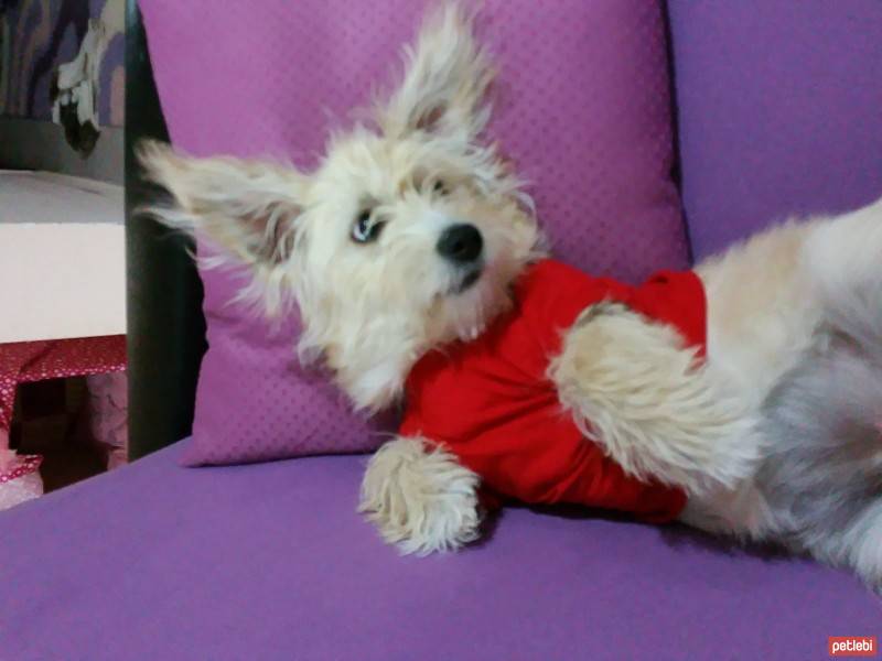 Glen of Imaal Terrier, Köpek  çirkin fotoğrafı