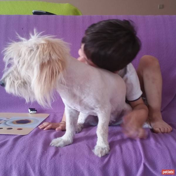 Glen of Imaal Terrier, Köpek  çirkin fotoğrafı