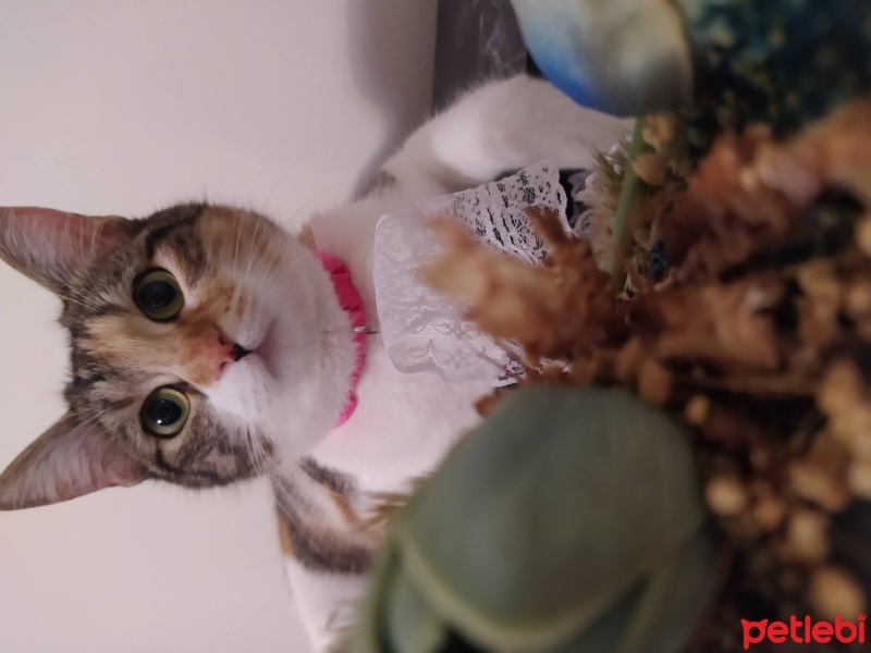 Tekir Kedi, Kedi  Pika fotoğrafı