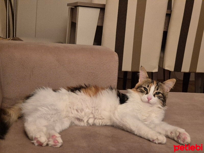 Tekir Kedi, Kedi  Boyoz fotoğrafı