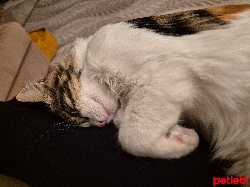 Tekir Kedi, Kedi  Boyoz fotoğrafı