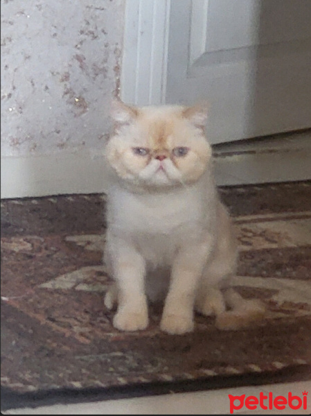 Exotic Shorthair, Kedi  ROMEO fotoğrafı