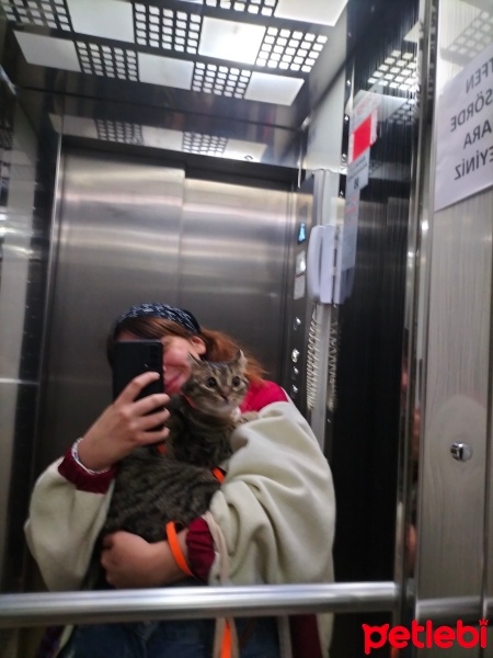 Tekir Kedi, Kedi  Tospik fotoğrafı
