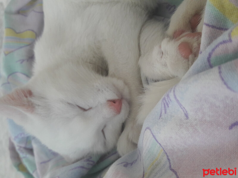 Ankara Kedisi, Kedi  Şans fotoğrafı