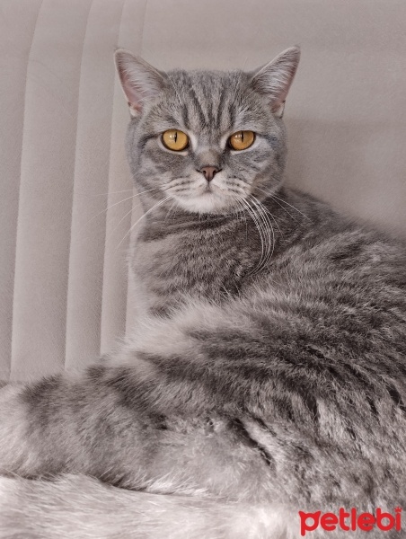 British Shorthair, Kedi  Coco fotoğrafı