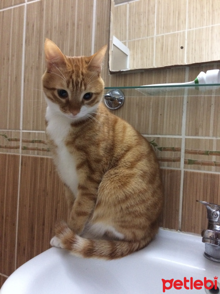 Tekir Kedi, Kedi  misk•et fotoğrafı