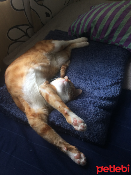 Tekir Kedi, Kedi  misk•et fotoğrafı