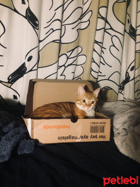 Tekir Kedi, Kedi  misk•et fotoğrafı