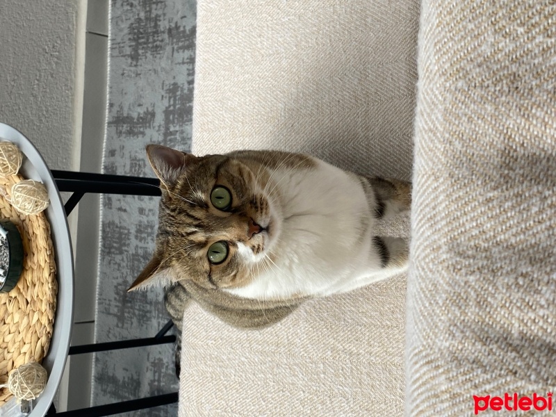 Tekir Kedi, Kedi  Müzoş fotoğrafı