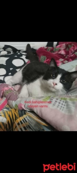 Tekir Kedi, Kedi  Boncuk fotoğrafı