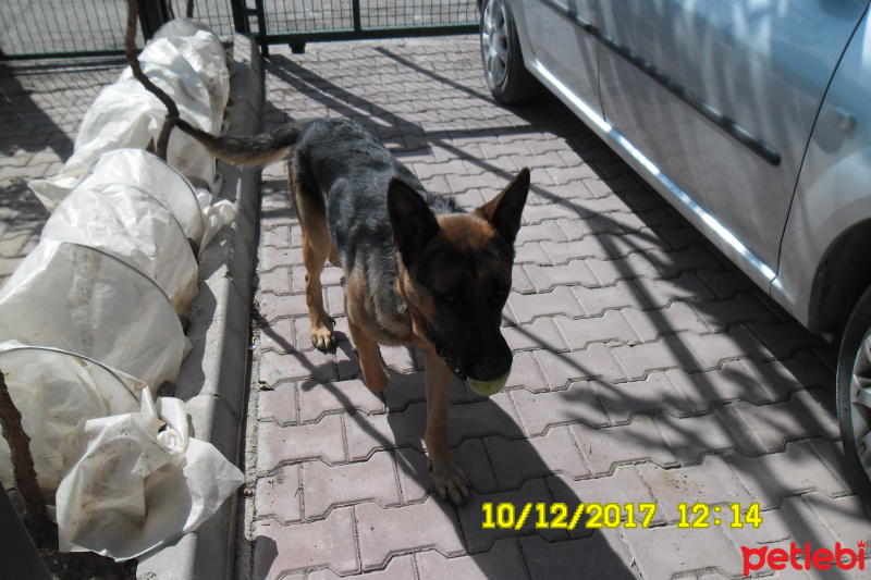 Alman Çoban Köpeği, Köpek  Zeytin fotoğrafı