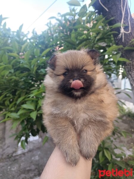 Pomeranyalı, Köpek  Pomerian fotoğrafı