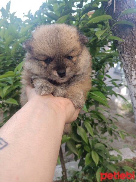 Pomeranyalı, Köpek  Pomerian fotoğrafı