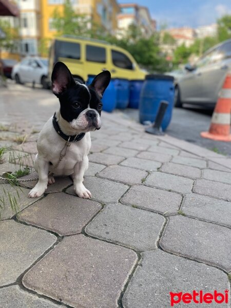 Fransız Bulldog, Köpek  Milka fotoğrafı