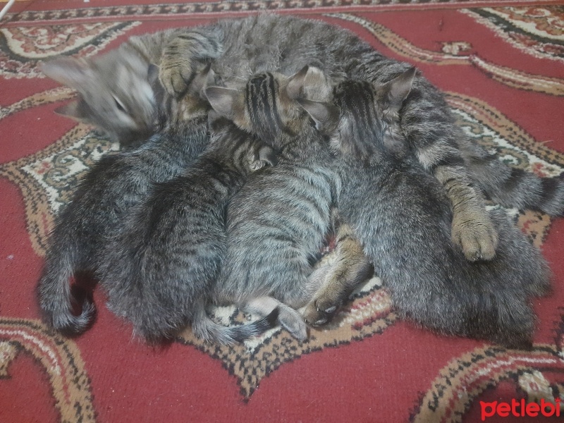 Tekir Kedi, Kedi  Tekir fotoğrafı