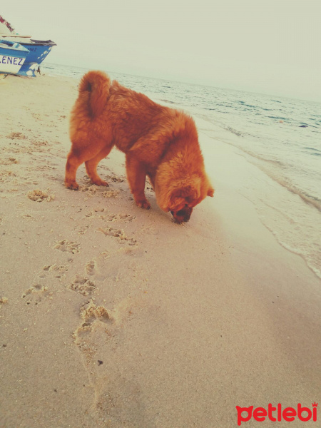 Chow Chow (çin Aslanı), Köpek  Çakıl fotoğrafı