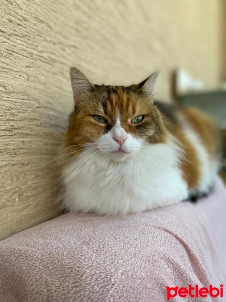 Tekir Kedi, Kedi  Ash fotoğrafı