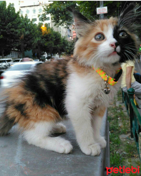 Tekir Kedi, Kedi  Zilli fotoğrafı