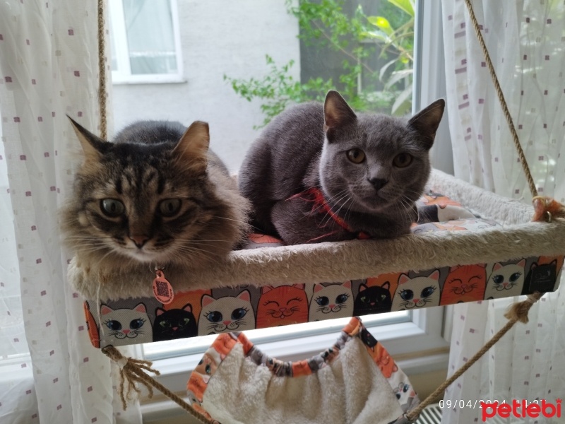 Tekir Kedi, Kedi  Mars fotoğrafı