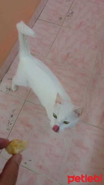 Van Kedisi, Kedi  Pamuk fotoğrafı