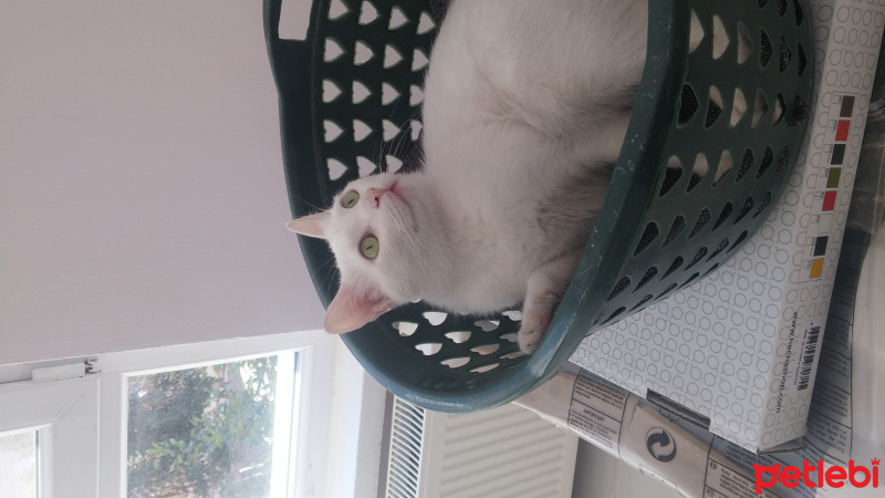Van Kedisi, Kedi  Pamuk fotoğrafı
