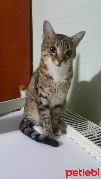 Tekir Kedi, Kedi  Yumuşhan fotoğrafı