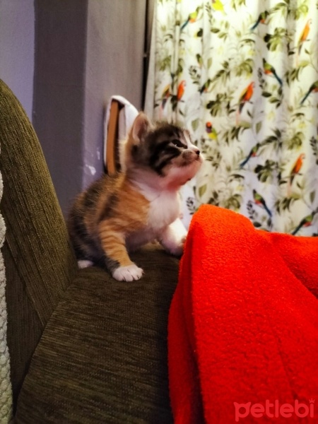 Tekir Kedi, Kedi  Lily fotoğrafı