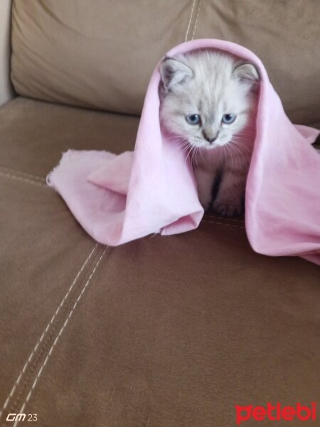 British Shorthair, Kedi  Miya fotoğrafı