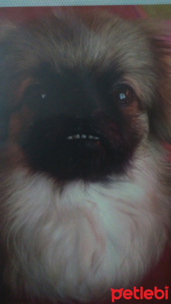 Pekingese, Köpek  Karlos fotoğrafı