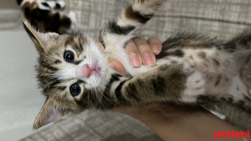 Tekir Kedi, Kedi  Kedi fotoğrafı