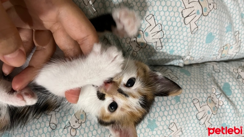 Tekir Kedi, Kedi  Kedi fotoğrafı