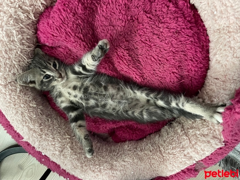 Tekir Kedi, Kedi  badem fotoğrafı