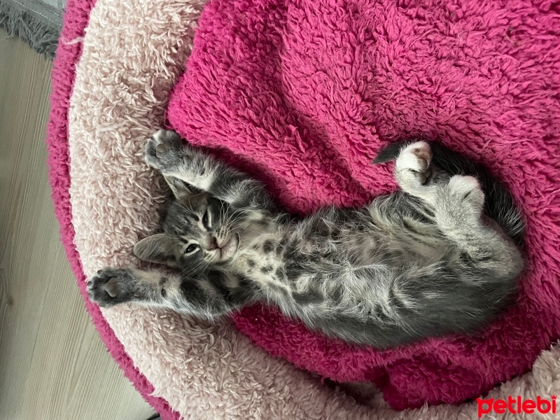Tekir Kedi, Kedi  badem fotoğrafı