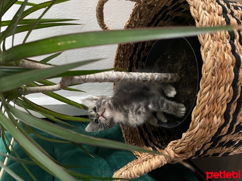 Tekir Kedi, Kedi  badem fotoğrafı
