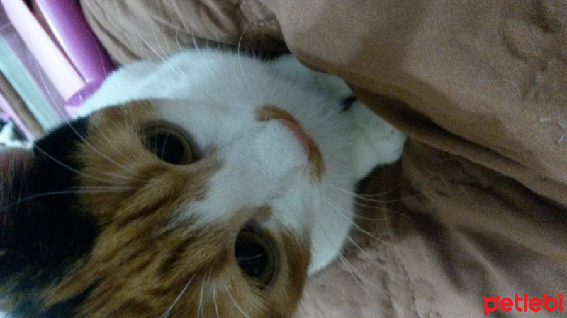 Tekir Kedi, Kedi  Candy (şeker kız) fotoğrafı