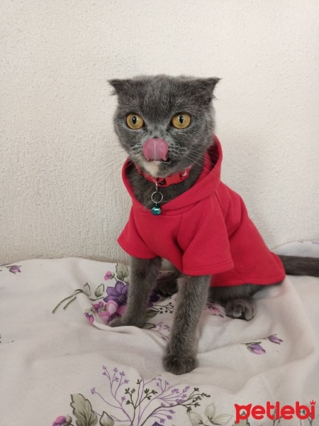 Scottish Fold, Kedi  Sugar fotoğrafı