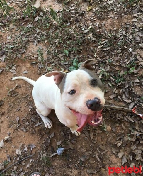 Amerikan Staffordshire Terrier, Köpek  Jack fotoğrafı