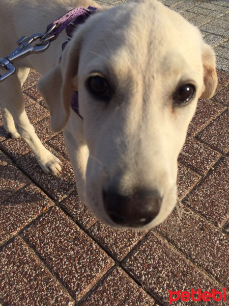 Labrador Retriever, Köpek  Arwen fotoğrafı