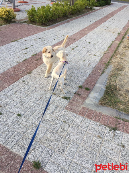 Labrador Retriever, Köpek  Arwen fotoğrafı