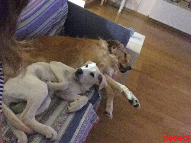 Labrador Retriever, Köpek  Arwen fotoğrafı