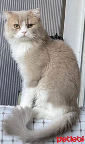 British Shorthair, Kedi  Mocha fotoğrafı