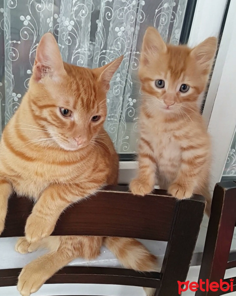 Tekir Kedi, Kedi  Gunes fotoğrafı